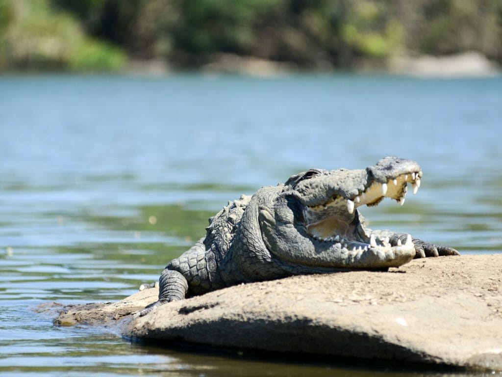 Marsh Mugger Crocodile, Satpura National Park, India