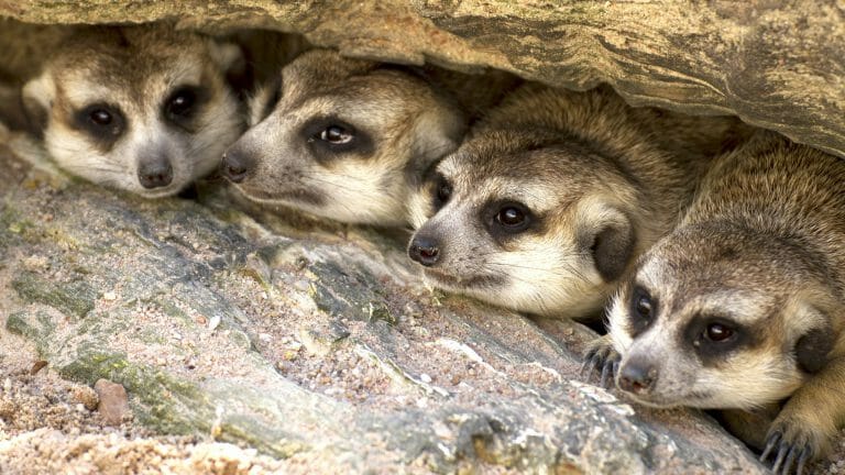 Meerkats South Africa
