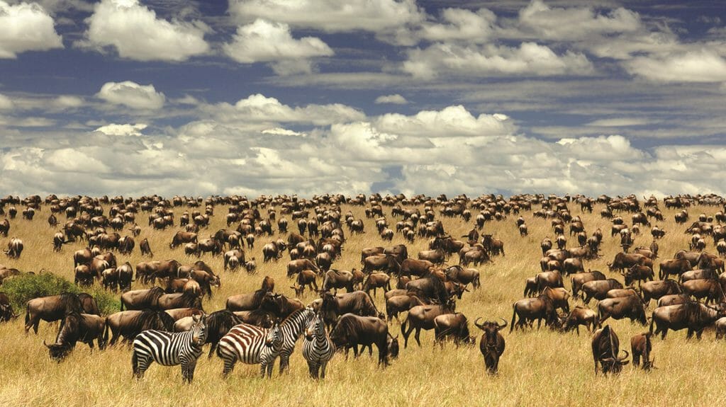 Migration, Serengeti, Tanzania
