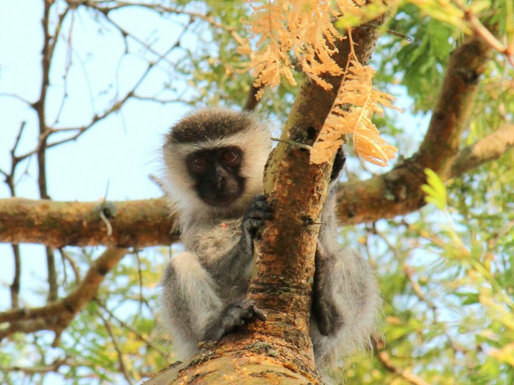 Monkey, Ndali Lodge, Kibale