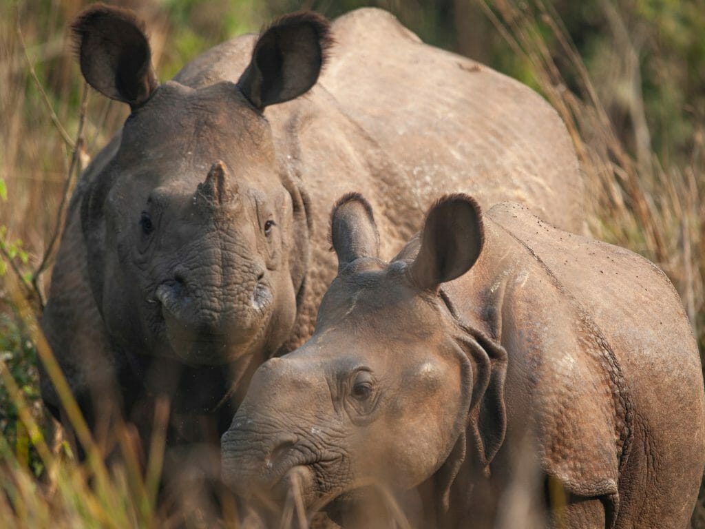 Mother and Baby Rhino, Chitwan National Park, Nepal