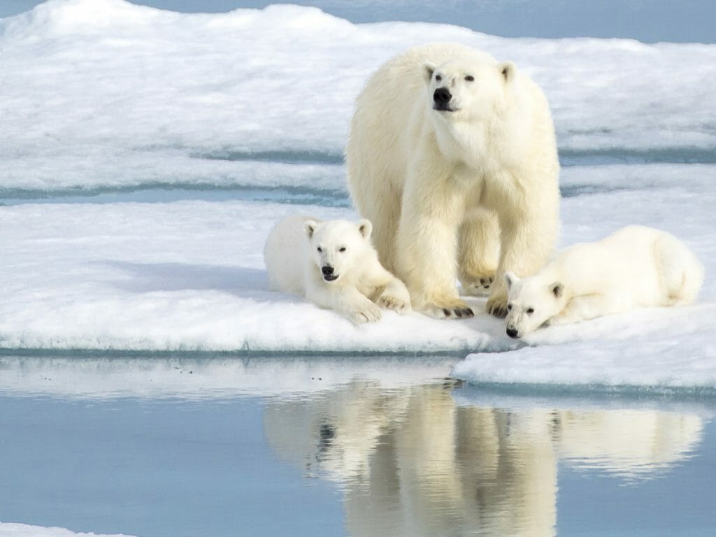 Polar Bears