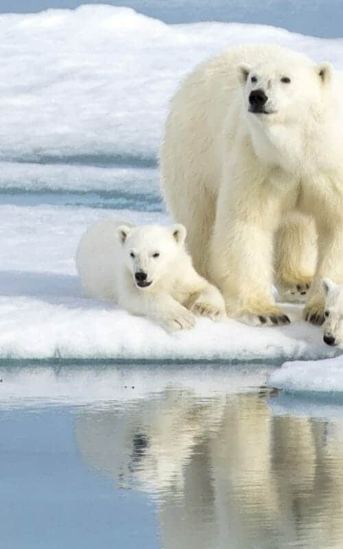 Polar Bears