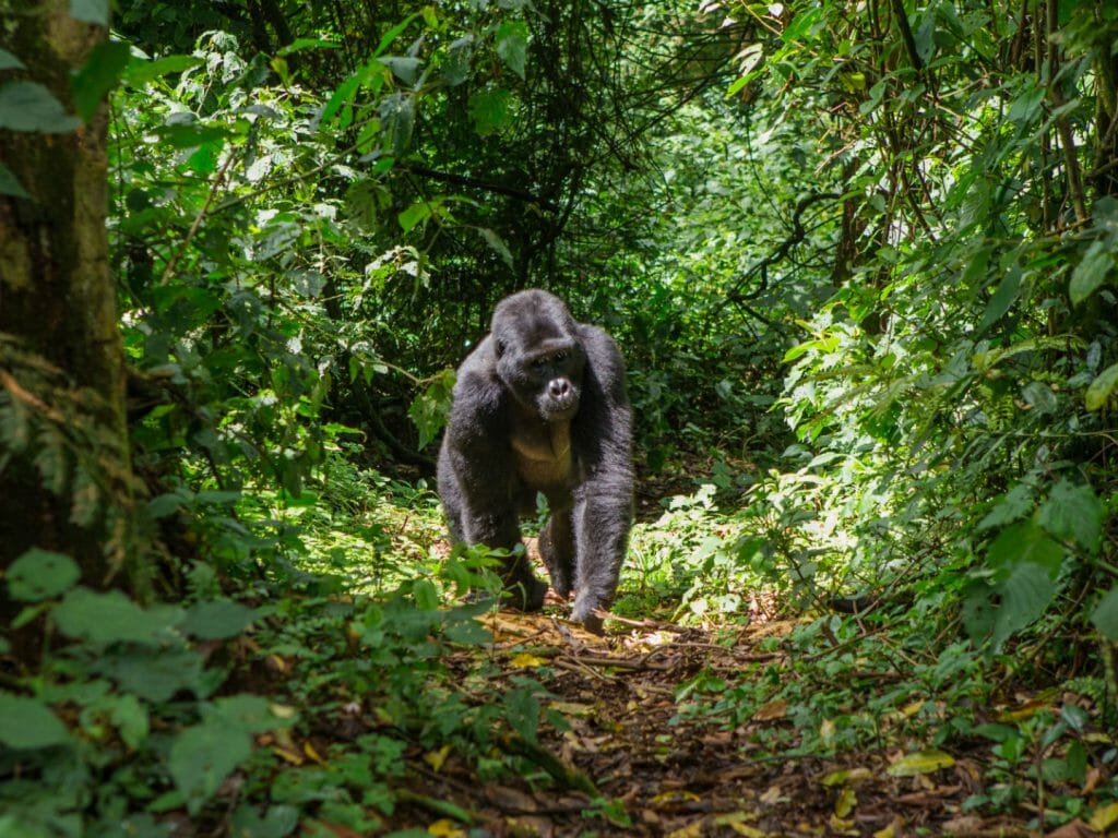 Mountain gorilla, Bwindi, Uganda