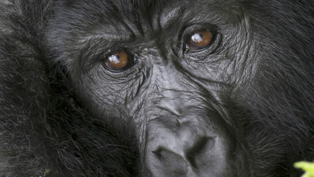 Mountain Gorilla, Bwindi, Uganda