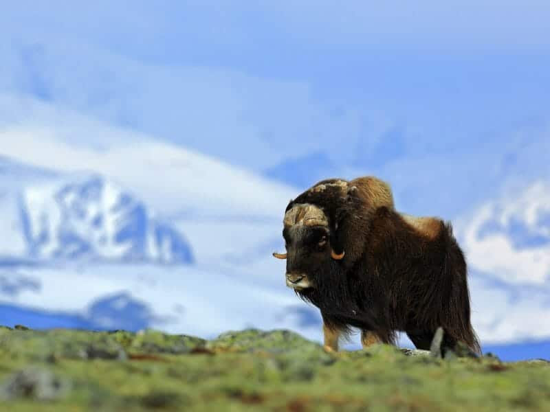 Musk Ox, Greenland