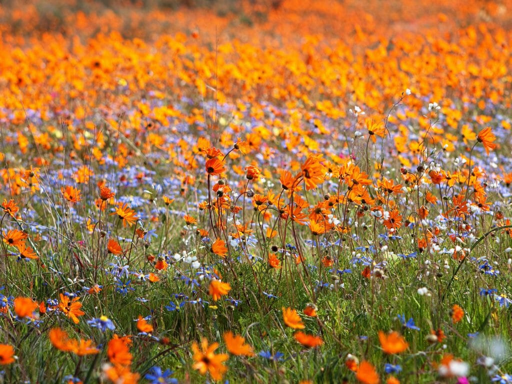 Namaqualand, Eastern Cape, South Africa
