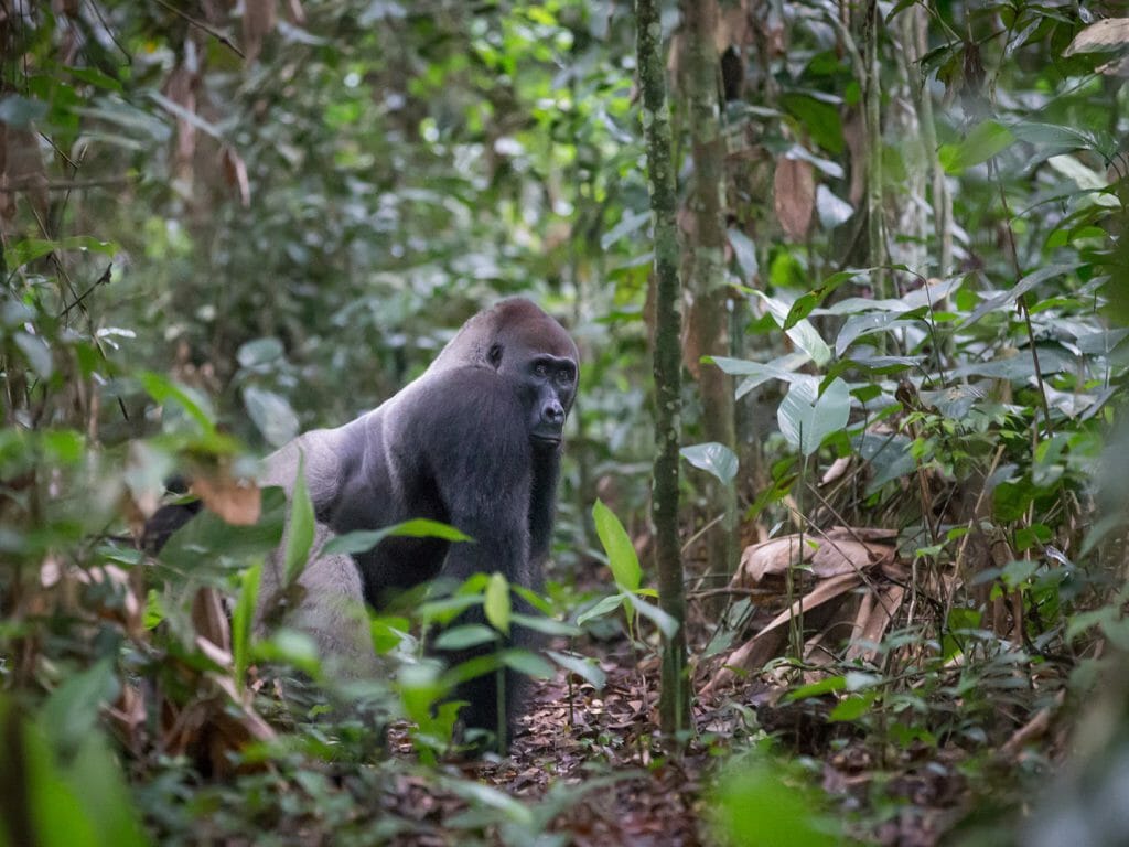 Neptuno Group lowland gorilla Silverback, Ngaga Camp, Odzala, Rep of Congo