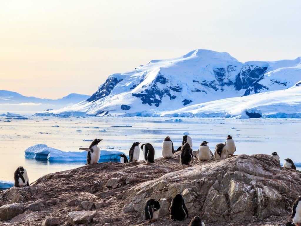 Rocky coastline overcrowded by gentoo pengins and glacier with icebergs in the background at Neco bay, Antarctica