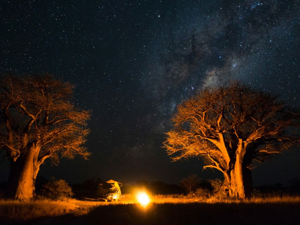 Baobabs under night sky, Kalahari, Botswana