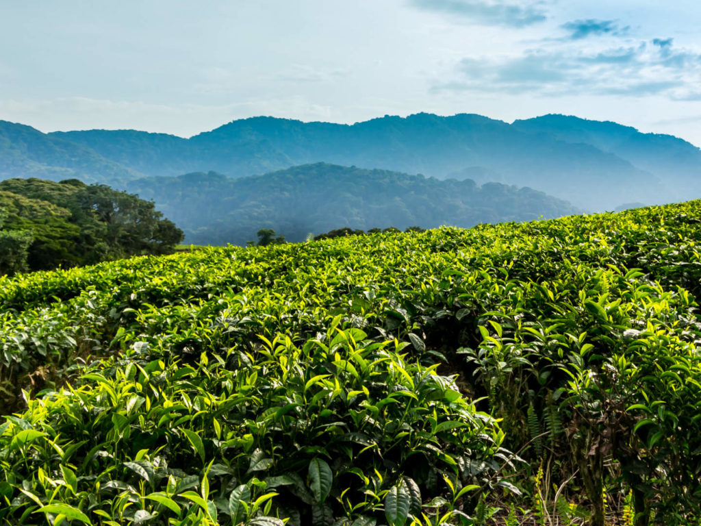 Tea plantation, Nyungwe, Rwanda