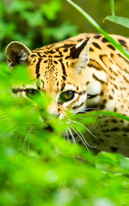 An ocelot in the forest of Ecuador