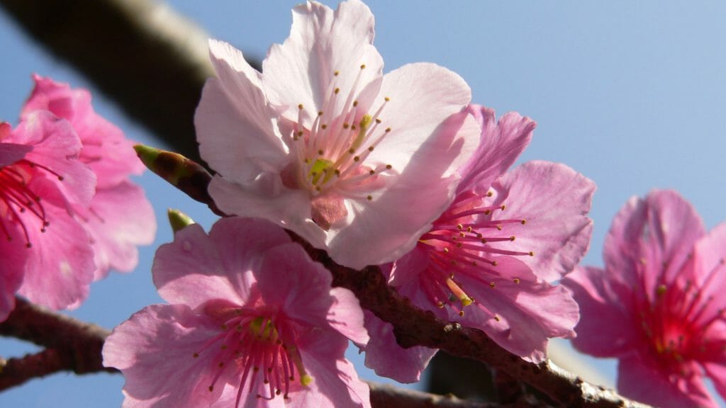 Okinawa Cherry Blossom