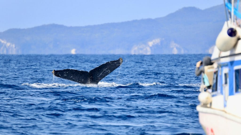 Okinawa whale watching