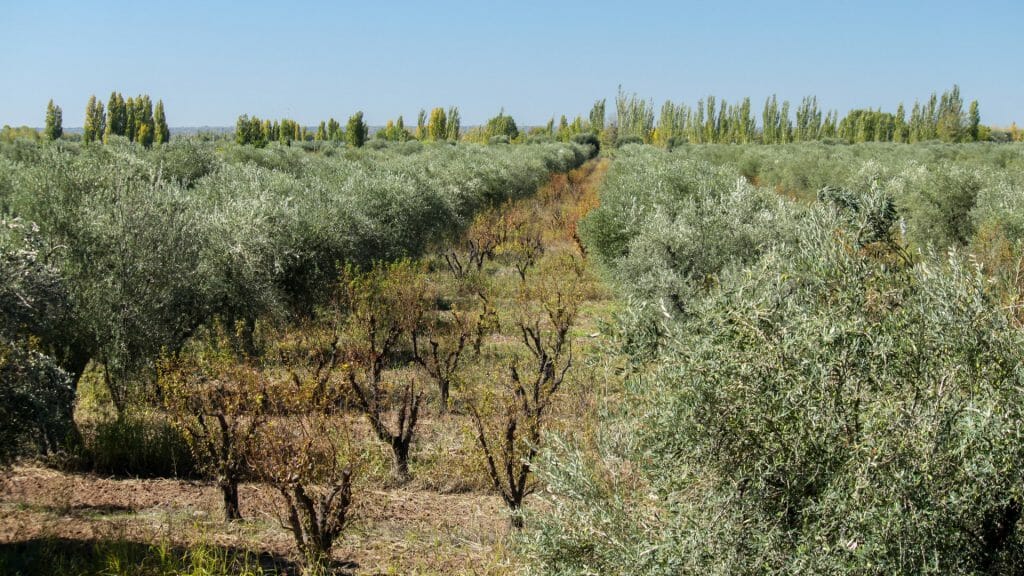 Olive crops, Maipu, Mendoza, Argentina