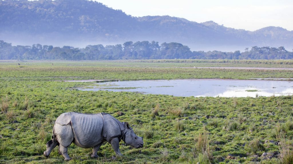 One Horned Rhinoceros, Kaziranga National Park, India