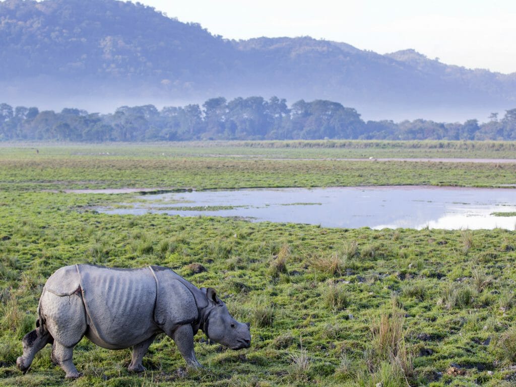 One Horned Rhinoceros, Kaziranga National Park, India