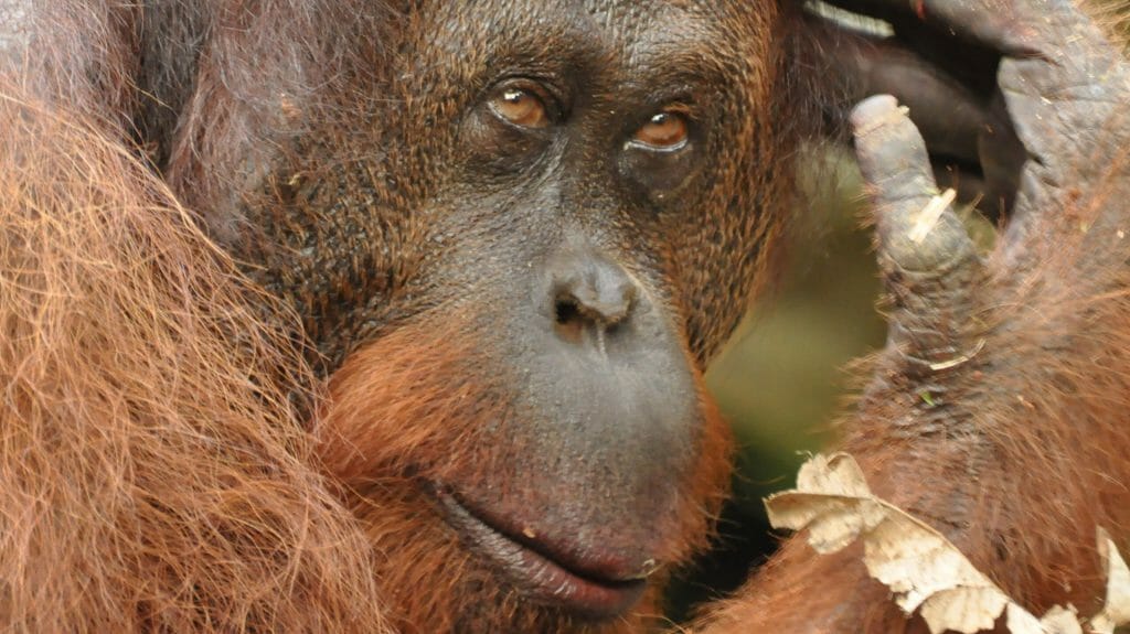 Orangutan, Danum Valley, Borneo