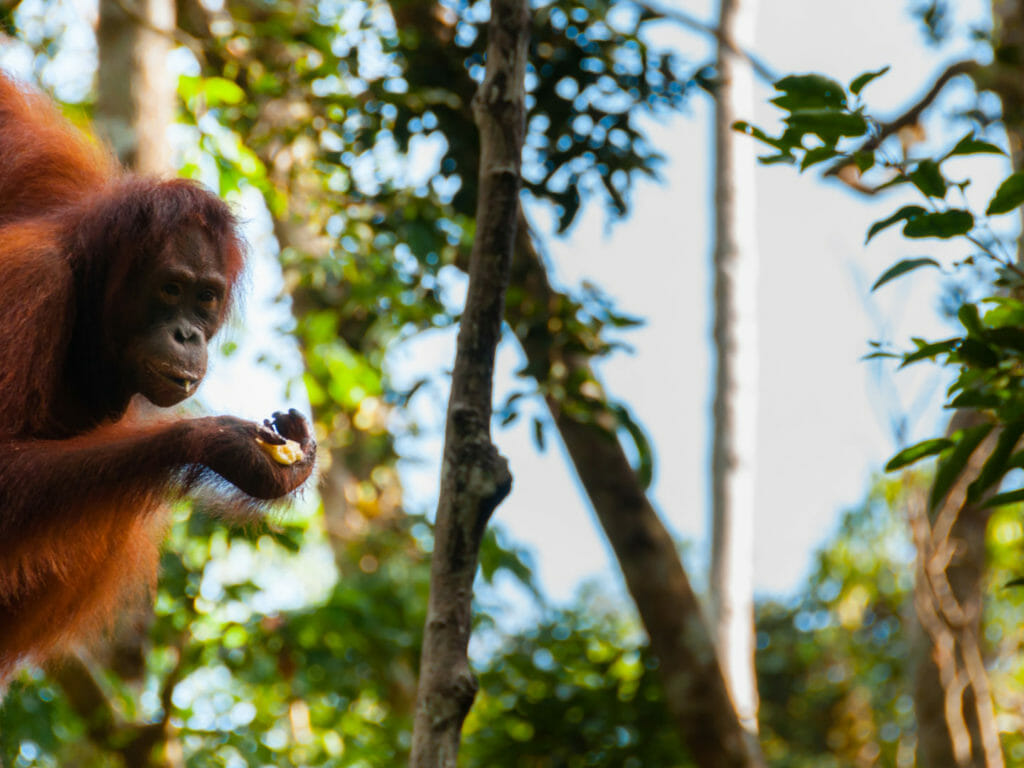 Orangutan, Tajung Puting National Park, Kalimantan Island, Borneo, Indonesia