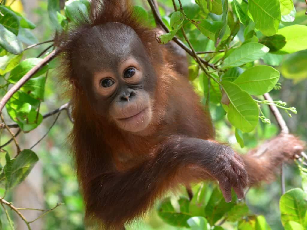 Young orangutan in soft release programme in Lamandau, Indonesian Borneo, Orangutan Foundation