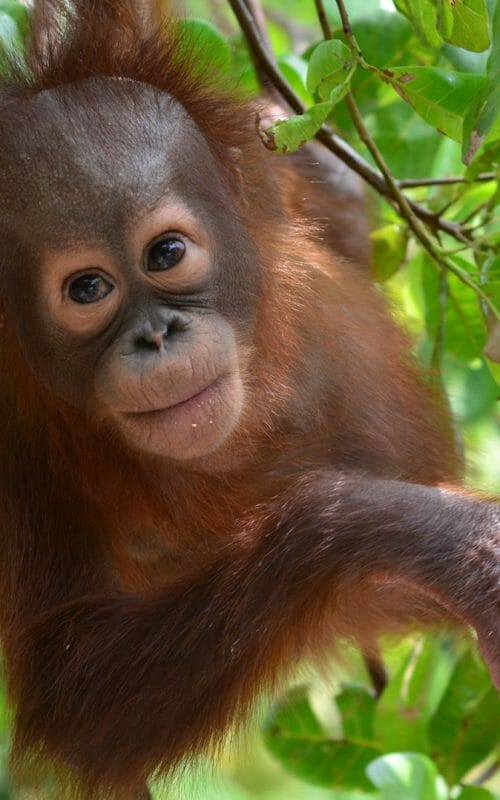 Young orangutan in soft release programme in Lamandau, Indonesian Borneo, Orangutan Foundation