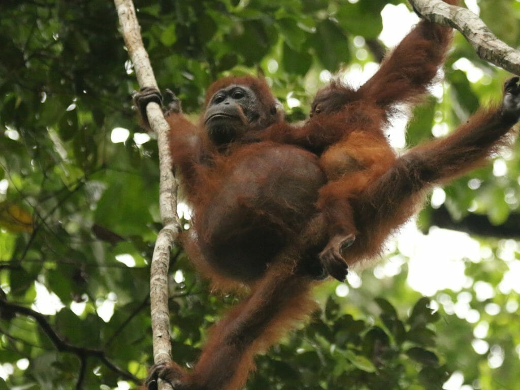 Orangutan mother and baby, Danum Valley, Malaysia