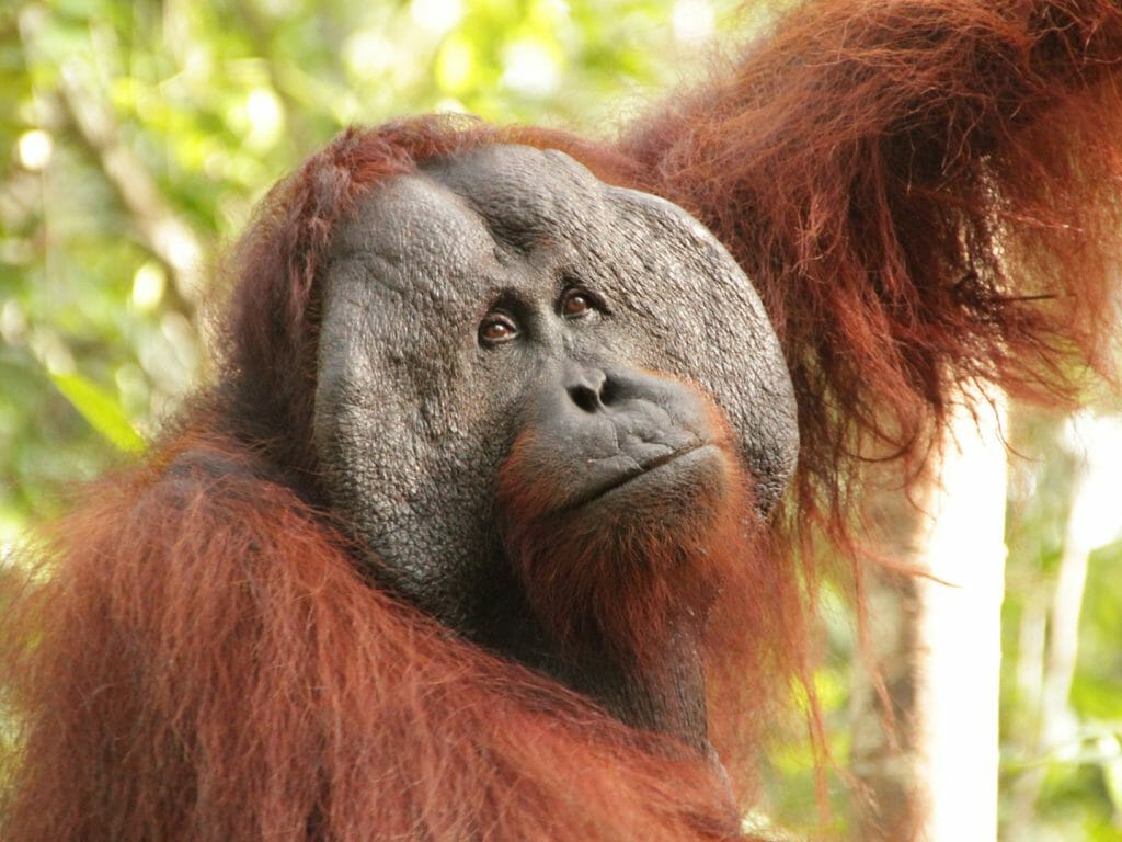 Orangutan, Pangkalan Bun, Indonesia