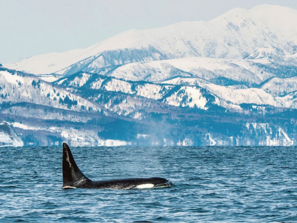 Orca in Galcier Bay, Alaska, USA