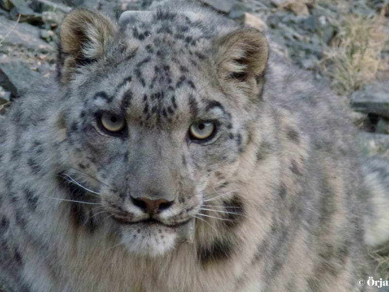 Orjan Johansson Image, Collared snow leopard, Altai Mountains, Mongolia