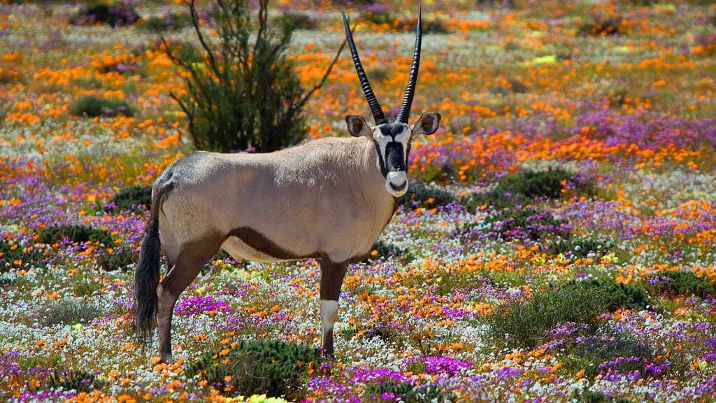 Oryx between Flowers, Namaqualand, South Africa