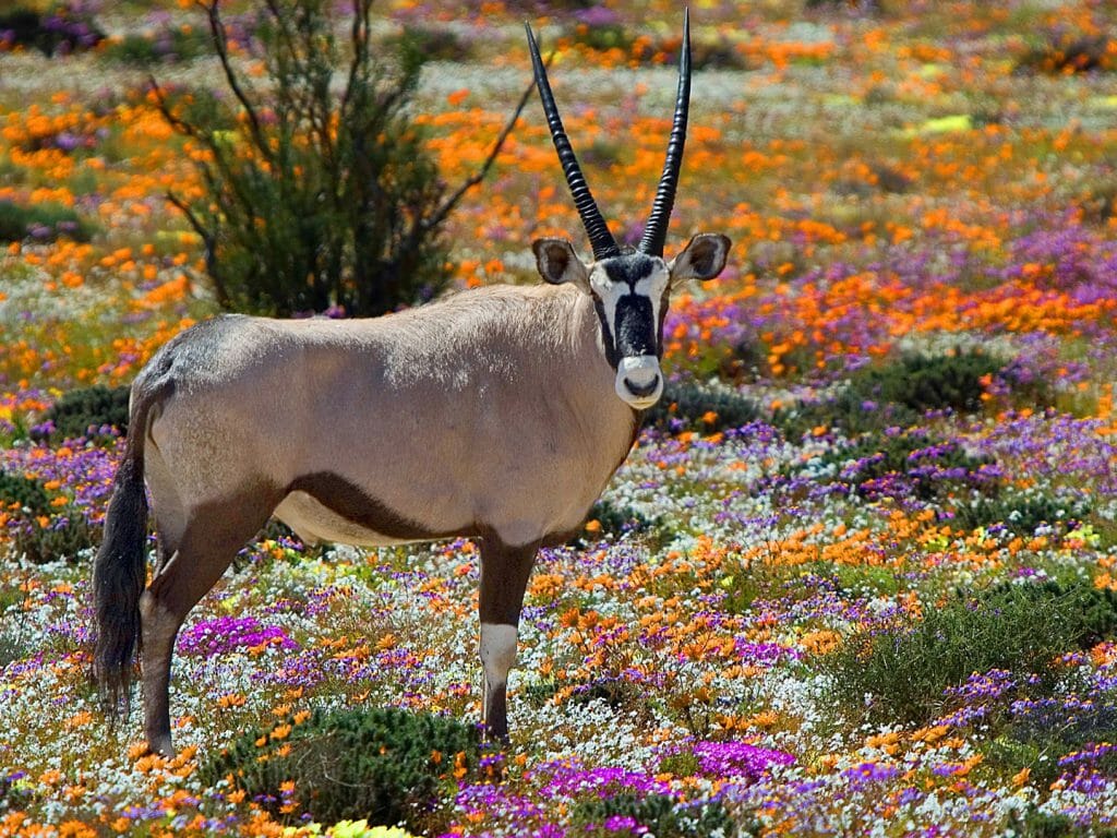 Oryx between Flowers, Namaqualand, South Africa