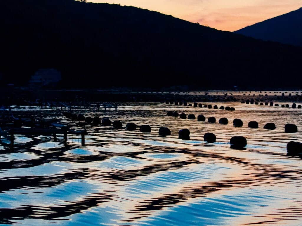 Oyster Harvesting, Ston, Hvar, Croatia