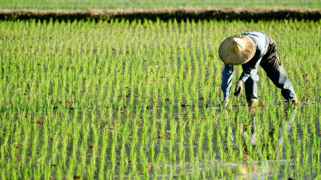 Paddy Farmer, Vietnam