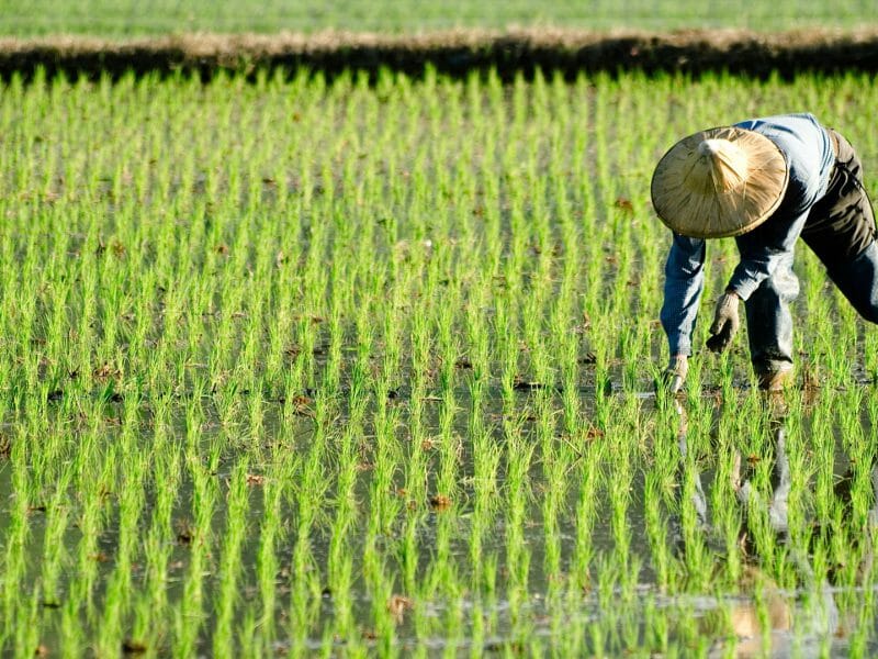 Paddy Farmer, Vietnam