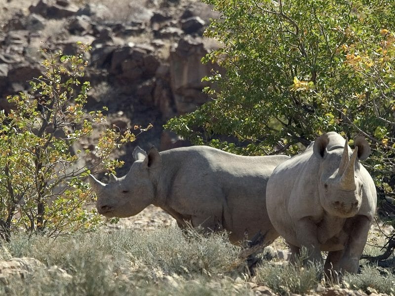Pair of rhinos, Palmwag Reserve, Namibia