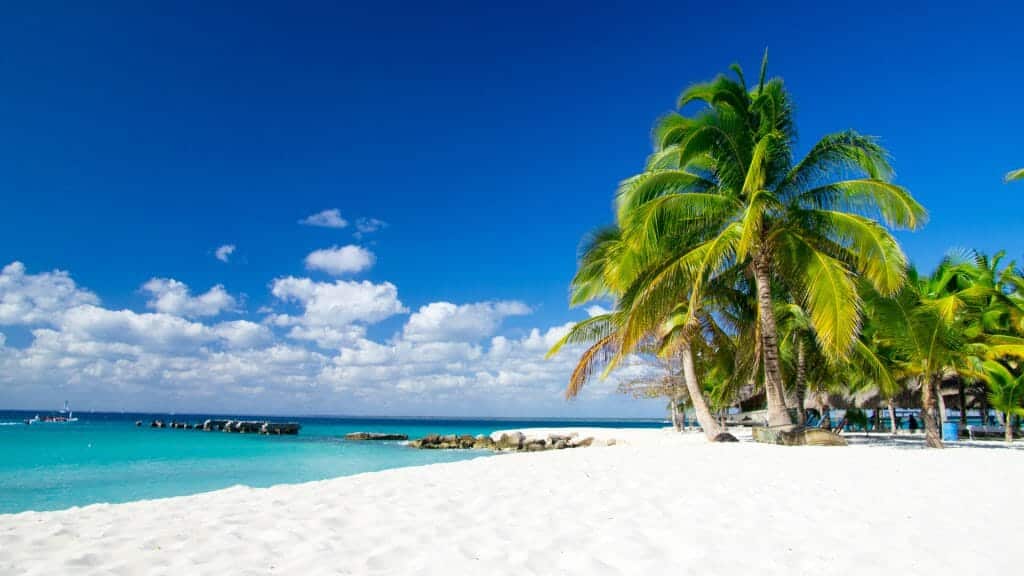 Palm trees on the beach