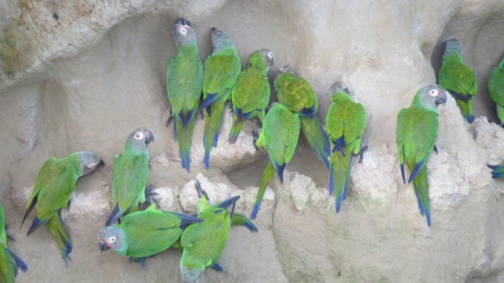 Parrots Clay Lick, Amazon, Ecuador