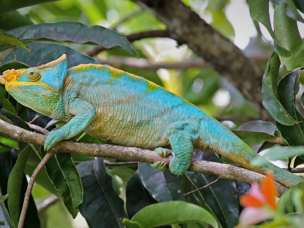 Parson's Chameleon, Ranomafana, Madagascar