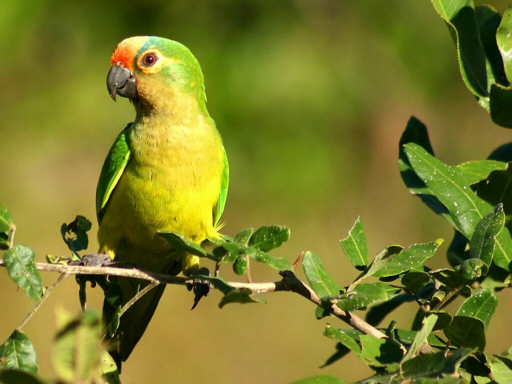 Peach Fronted Parakeet, Pantanal, Brazil
