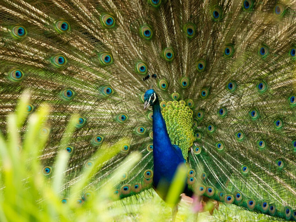 Peacock, India