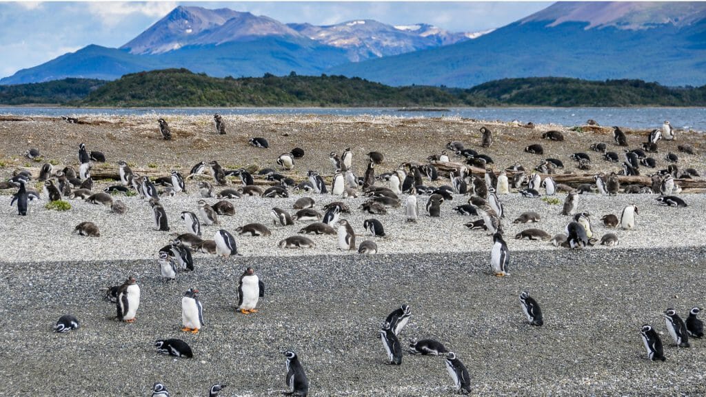 Penguin Island, Beagle Channel, Ushuaia, Argentina