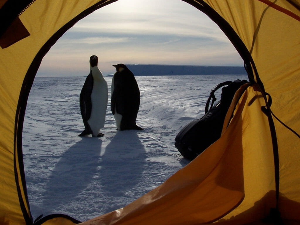 Penguin view through tent, Antarctica