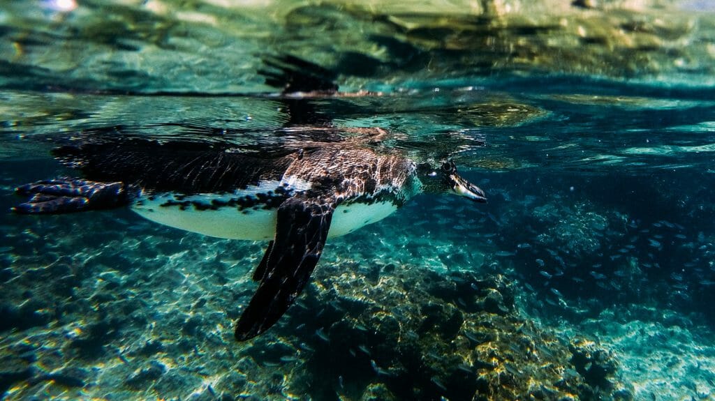 Snorkelling with Penguin, Galapagos Islands