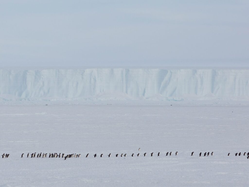 Line of Penguins in Antarctica