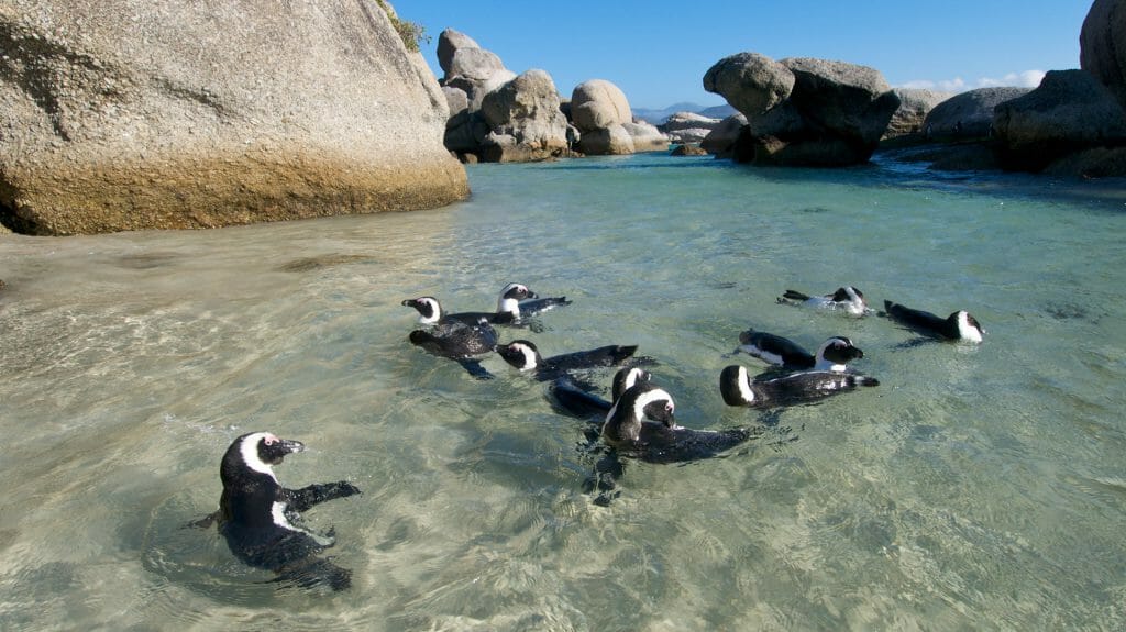 Penguins, Cape Town, South Africa