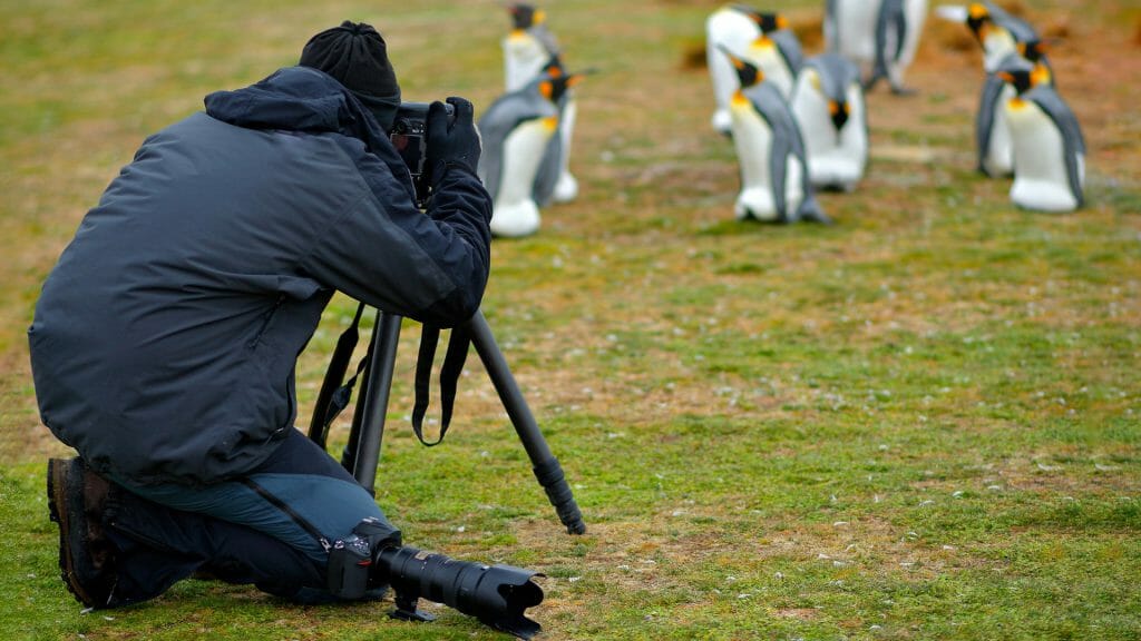 Photographer, King Penguin Colony, Falkland Islands