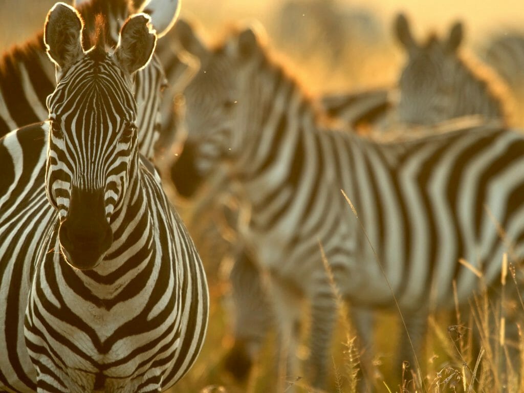 Plains zebra (Equus quagga), Masai Mara National Reserve, Kenya
