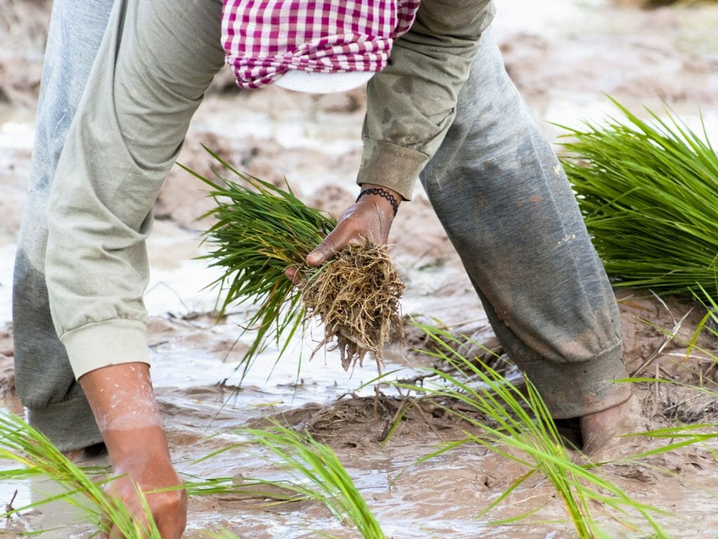 Planting Rice, Cambodia