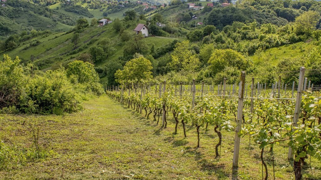 Plesivica, Vineyards, Zagreb, Croatia