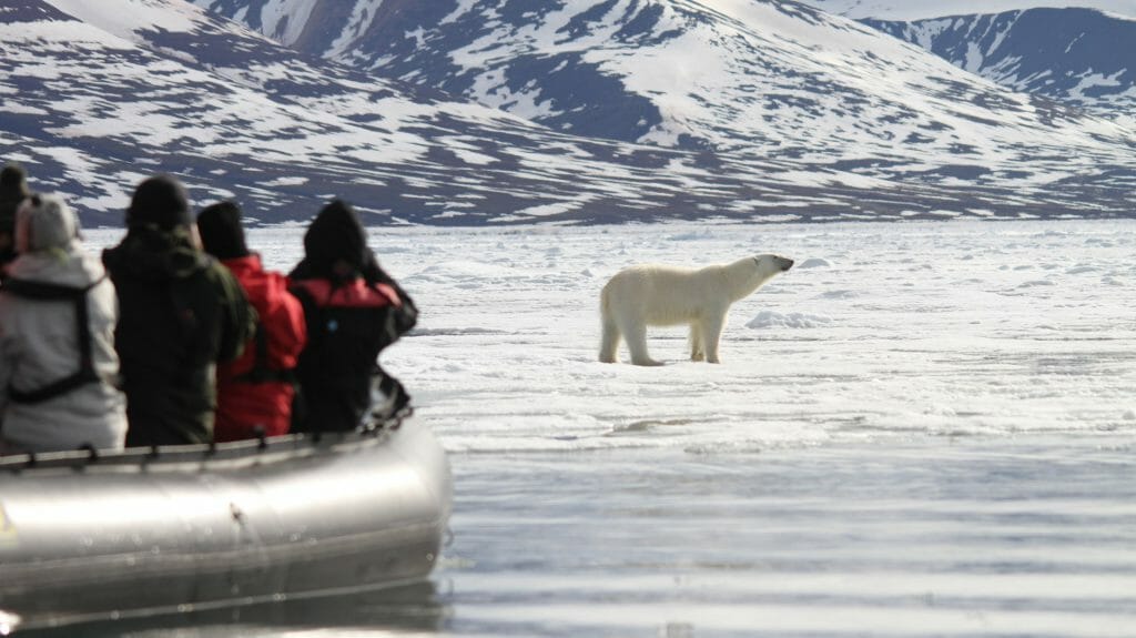 Polar Bear, Canadian Arctic
